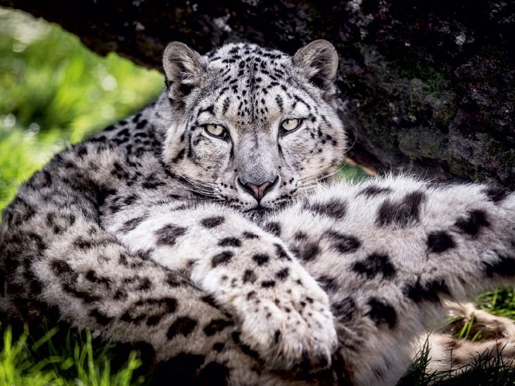 Produktbild: CALVENDO Puzzle Ein Schneeleopard | 1000 Teile Lege-Gr&ouml;&szlig;e 64x48cm Foto-Puzzle f&uuml;r gl&uuml;ckliche Stunden