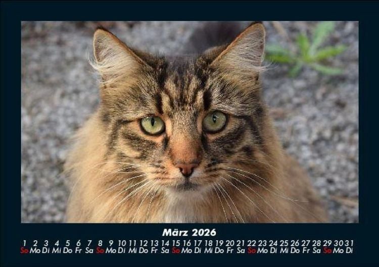 Produktbild: F&uuml;r Katzenfreunde 2026 Fotokalender DIN A5