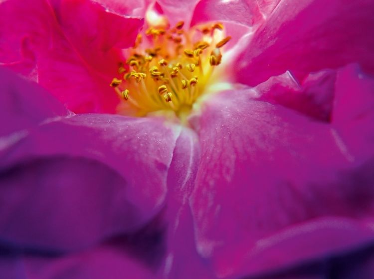 Produktbild: Ein Motiv aus dem Kalender FARBENHARMONIE Botanischer Garten Montreal (Puzzle)