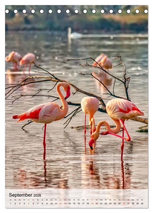 Produktbild: Flamingos - Eleganz und Sch&ouml;nheit (Tischkalender 2026 DIN A5 hoch), CALVENDO Monatskalender