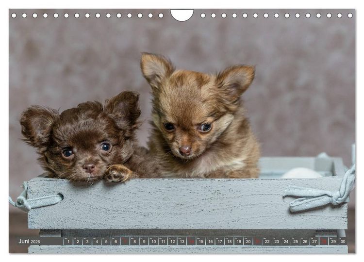 Produktbild: Chihuahua-Babys - Amy und Angel im Studio (Wandkalender 2026 DIN A4 quer), CALVENDO Monatskalender