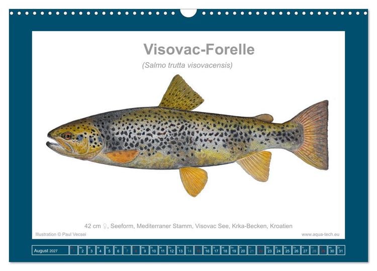 Produktbild: Fisch als Kunst 2027: Seeforellen (Wandkalender 2027 DIN A3 quer), CALVENDO Monatskalender
