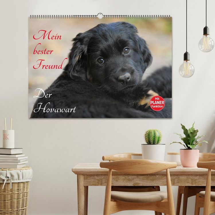 Produktbild: Mein bester Freund - Der Hovawart (Wandkalender 2026 DIN A2 quer), CALVENDO Monatskalender