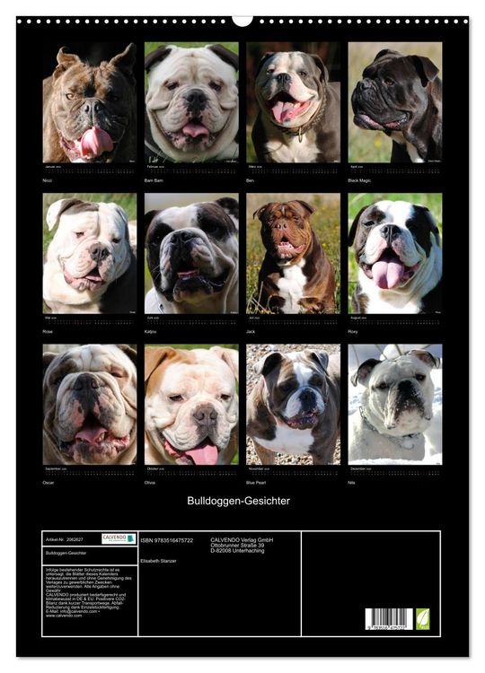 Produktbild: Bulldoggen-Gesichter (Wandkalender 2026 DIN A2 hoch), CALVENDO Monatskalender
