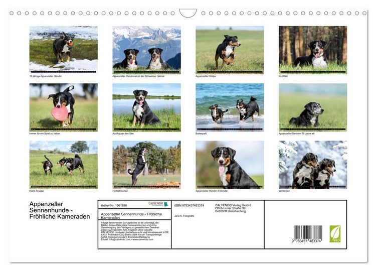 Produktbild: Appenzeller Sennenhunde - Fr&ouml;hliche Kameraden (Wandkalender 2026 DIN A3 quer), CALVENDO Monatskalender