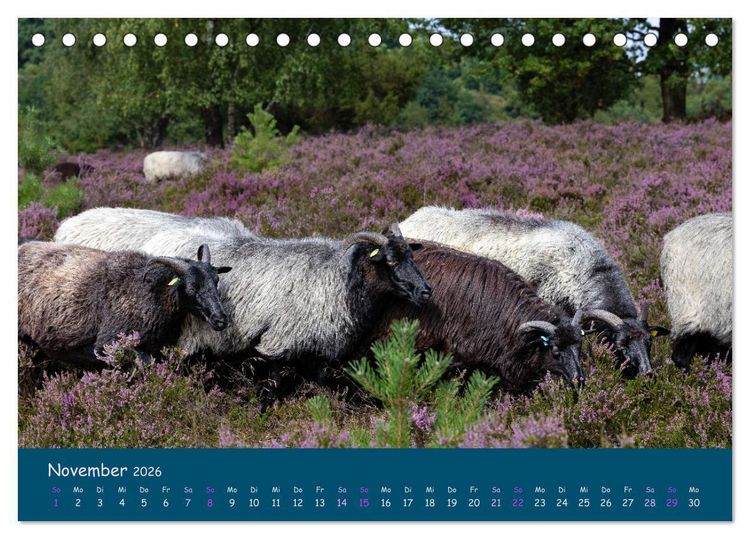 Produktbild: Heidschnucken, die pr&auml;chtigen Schafe der L&uuml;neburger Heide (Tischkalender 2026 DIN A5 quer), CALVENDO Monatskalender