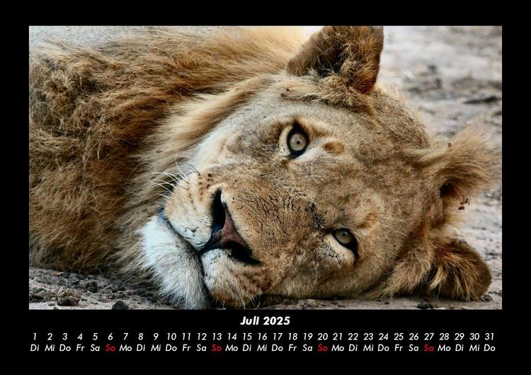 Produktbild: L&ouml;wen in der Wildnis 2025 Fotokalender DIN A3