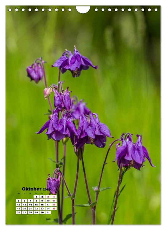 Produktbild: Zauber der Natur - Heimische Orchideen und Wiesenblumen (Wandkalender 2026 DIN A4 hoch), CALVENDO Monatskalender
