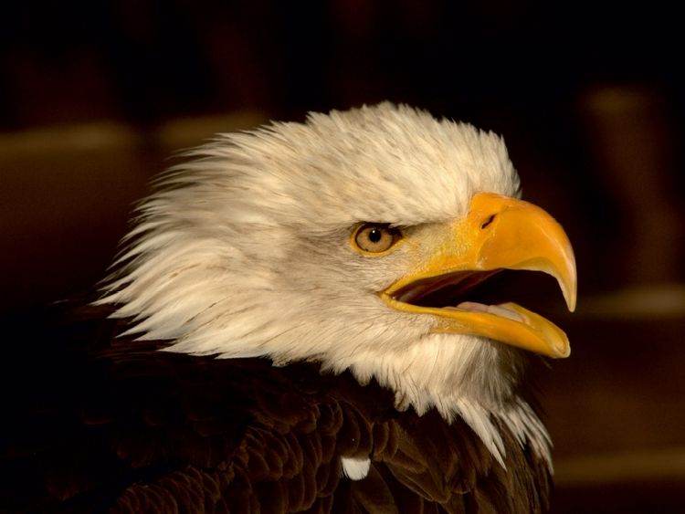 Produktbild: CALVENDO Puzzle Greifv&ouml;gel - Der Wei&szlig;kopfseeadler | 1000 Teile Lege-Gr&ouml;&szlig;e 64x48cm Foto-Puzzle f&uuml;r gl&uuml;ckliche Stunden
