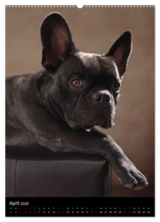 Produktbild: Bullys mit Charme - Franz&ouml;sische Bulldoggen im Portrait (Wandkalender 2026 DIN A2 hoch), CALVENDO Monatskalender