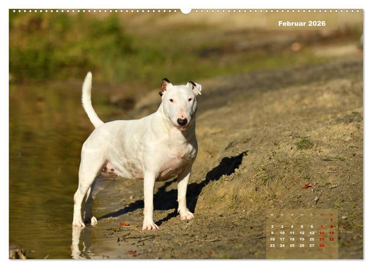 Produktbild: Bullterrier 2026 Frech und fr&ouml;hlich durch das Jahr (Wandkalender 2026 DIN A2 quer), CALVENDO Monatskalender