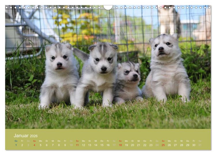 Produktbild: Husky Welpen (Wandkalender 2026 DIN A3 quer), CALVENDO Monatskalender