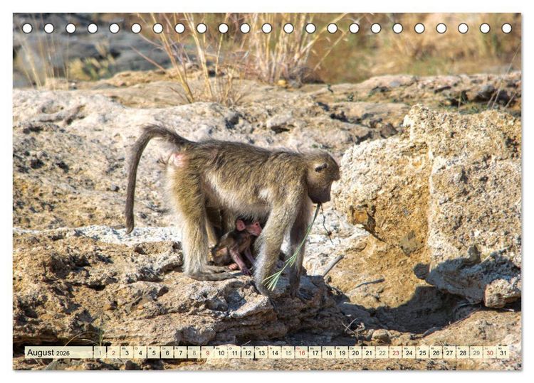 Produktbild: Eswatini - K&ouml;nigreich im s&uuml;dlichen Afrika (Tischkalender 2026 DIN A5 quer), CALVENDO Monatskalender
