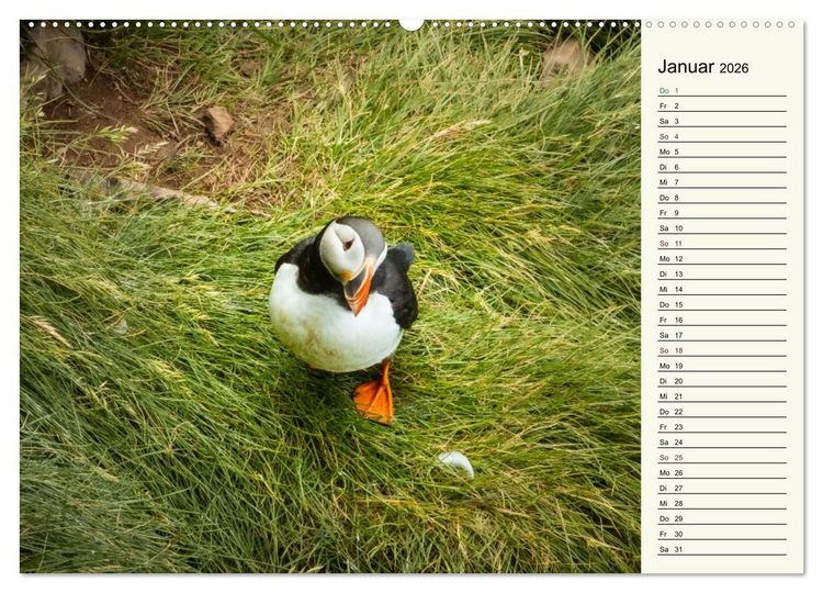 Produktbild: Die Papageientaucher von Island (hochwertiger Premium Wandkalender 2026 DIN A2 quer), Kunstdruck in Hochglanz