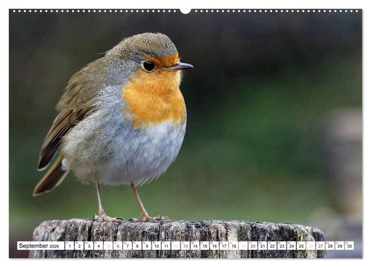 Produktbild: Heimische Gartenv&ouml;gel (hochwertiger Premium Wandkalender 2026 DIN A2 quer), Kunstdruck in Hochglanz