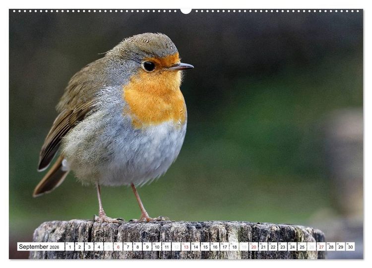 Produktbild: Heimische Gartenv&ouml;gel (Wandkalender 2026 DIN A2 quer), CALVENDO Monatskalender