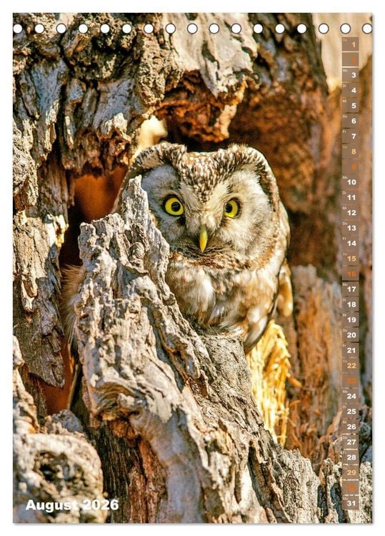 Produktbild: Eulen: In die Augen geschaut (Tischkalender 2026 DIN A5 hoch), CALVENDO Monatskalender
