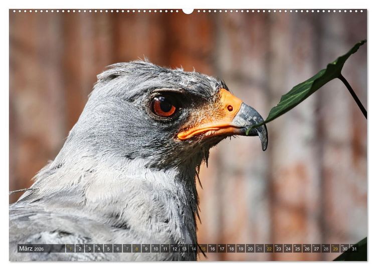 Produktbild: Imposante Vogelportr&auml;ts (Wandkalender 2026 DIN A2 quer), CALVENDO Monatskalender