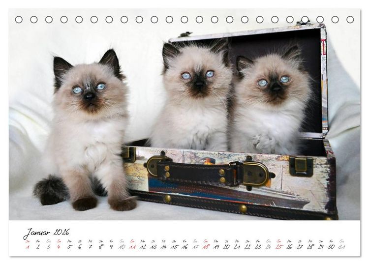 Produktbild: Katzenparade (Tischkalender 2026 DIN A5 quer), CALVENDO Monatskalender