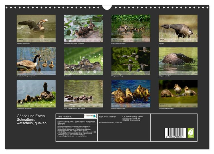 Produktbild: G&auml;nse und Enten. Schnattern, watscheln, quaken! (Wandkalender 2026 DIN A3 quer), CALVENDO Monatskalender