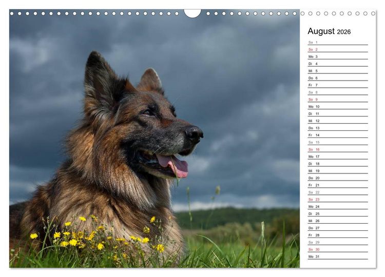 Produktbild: Zauberhafte Langhaar Sch&auml;ferhunde (Wandkalender 2026 DIN A3 quer), CALVENDO Monatskalender