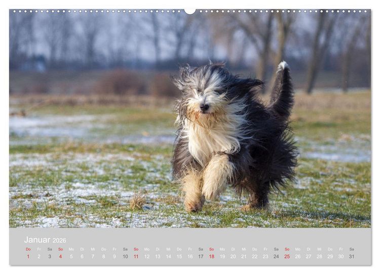 Produktbild: BEARDED COLLIES 2026 (hochwertiger Premium Wandkalender 2026 DIN A2 quer), Kunstdruck in Hochglanz