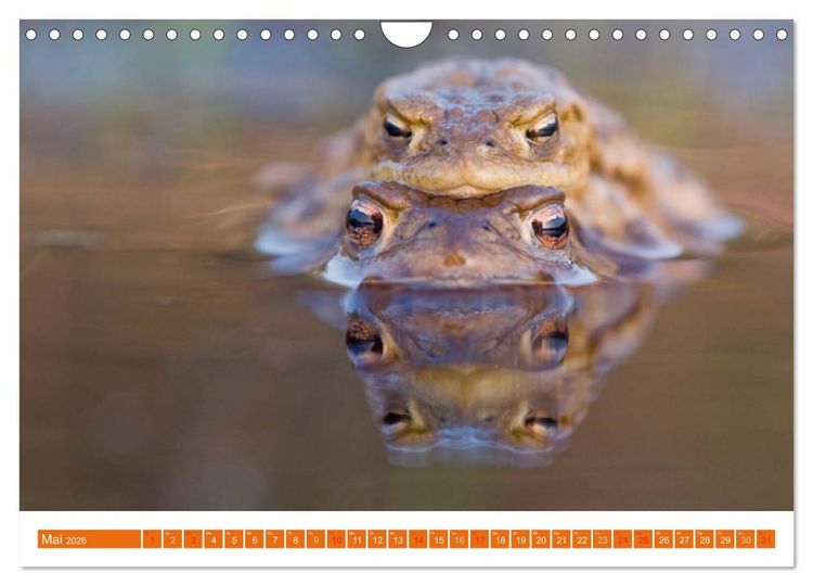 Produktbild: Farbige Fr&ouml;sche (Wandkalender 2026 DIN A4 quer), CALVENDO Monatskalender