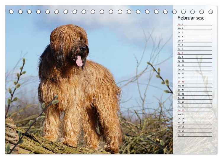 Produktbild: Der Briard 2026 - Ein echter Charmeur (Tischkalender 2026 DIN A5 quer), CALVENDO Monatskalender