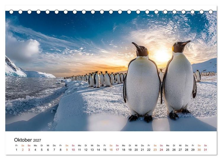 Produktbild: Pinguine - ein Jahr voller Meer (Tischkalender 2027 DIN A5 quer), CALVENDO Monatskalender