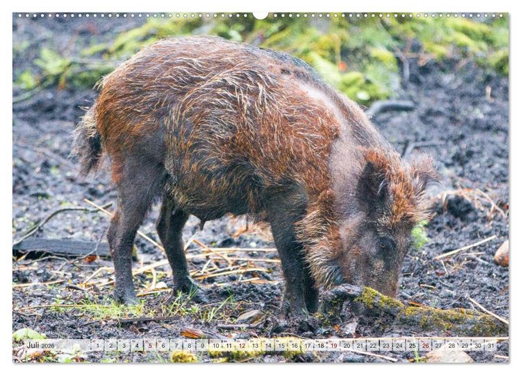 Produktbild: Wildschweine - Im Schatten des Waldes (hochwertiger Premium Wandkalender 2026 DIN A2 quer), Kunstdruck in Hochglanz