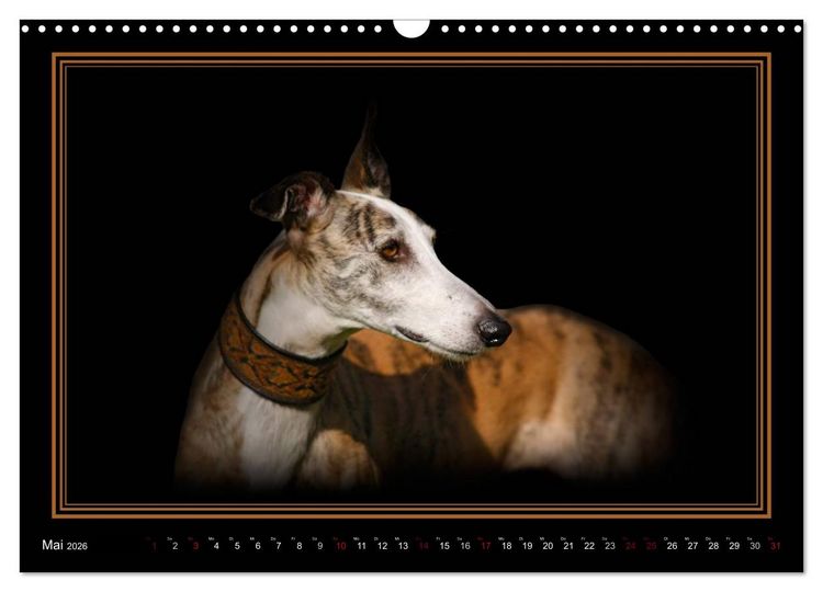 Produktbild: Galgo Espa&ntilde;ol 2026- Der spanische Windhund (Wandkalender 2026 DIN A3 quer), CALVENDO Monatskalender