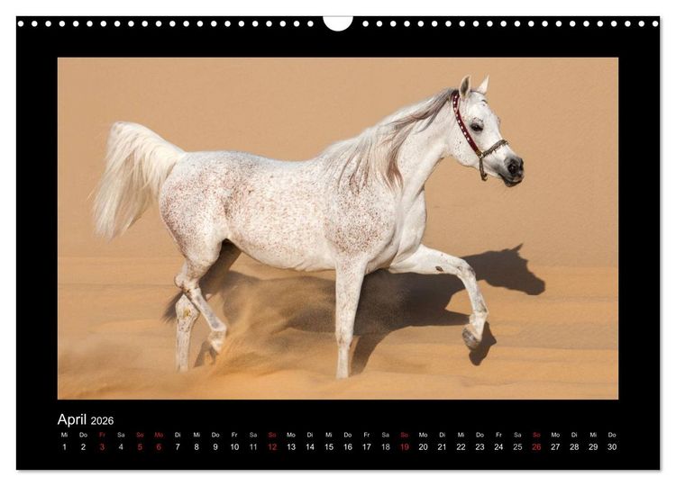 Produktbild: Vollblutaraber (Wandkalender 2026 DIN A3 quer), CALVENDO Monatskalender