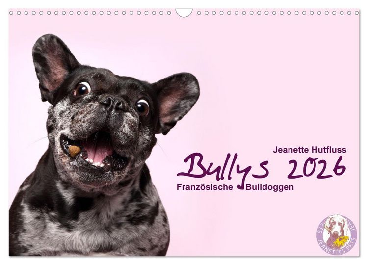 Produktbild: Bullys - Franz&ouml;sische Bulldoggen 2026 (Wandkalender 2026 DIN A3 quer), CALVENDO Monatskalender