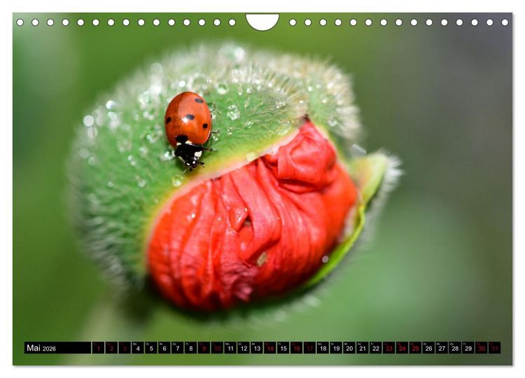 Produktbild: Insekten-Sommer (Wandkalender 2026 DIN A4 quer), CALVENDO Monatskalender