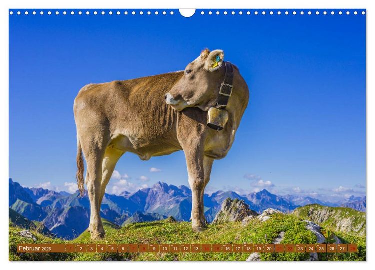 Produktbild: Allg&auml;uer Sch&ouml;nheiten Allg&auml;u - Land der K&uuml;he (Wandkalender 2026 DIN A3 quer), CALVENDO Monatskalender