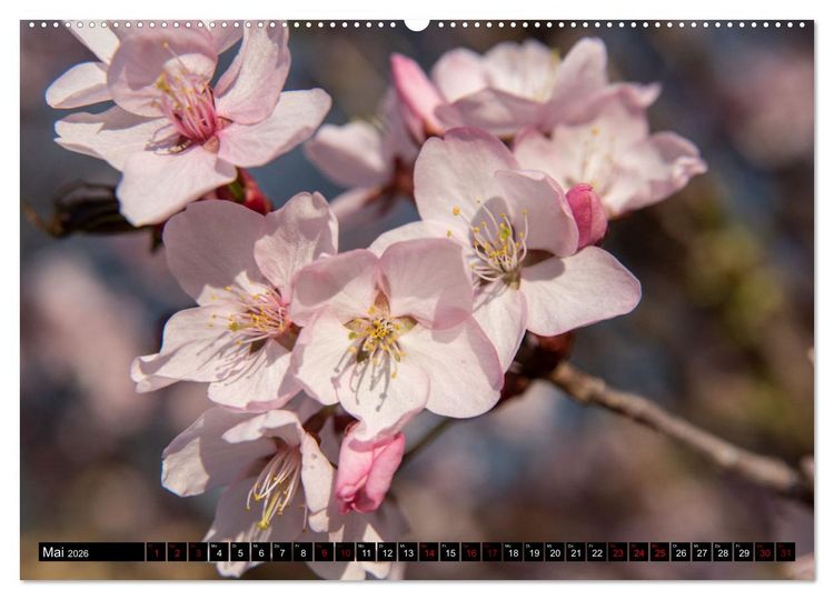 Produktbild: Fr&uuml;hlingsbl&uuml;her - Farbenpracht nach dem Winter (Wandkalender 2026 DIN A2 quer), CALVENDO Monatskalender