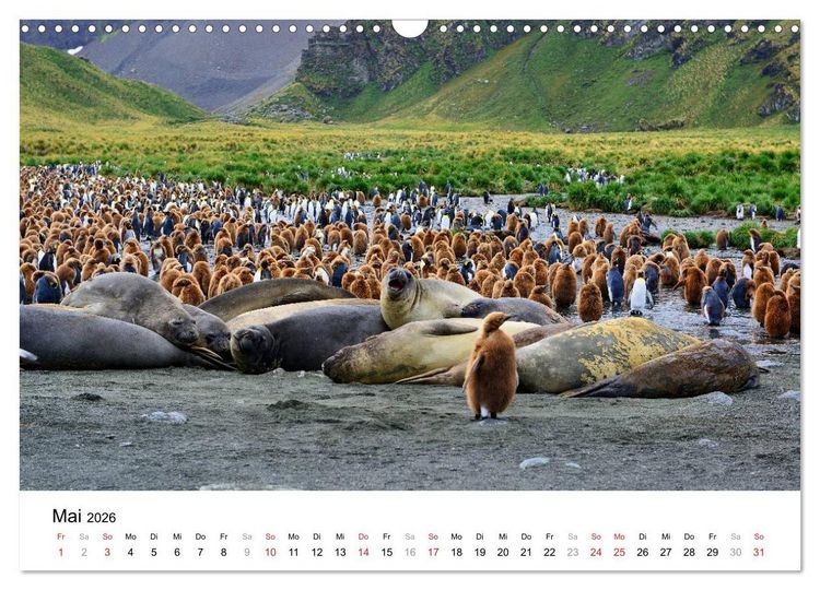Produktbild: Im Reich der Pinguine (Wandkalender 2026 DIN A3 quer), CALVENDO Monatskalender