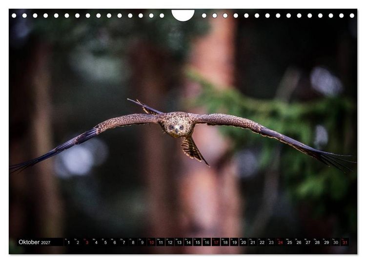 Produktbild: Greifv&ouml;gel und Eulen (Wandkalender 2027 DIN A4 quer), CALVENDO Monatskalender