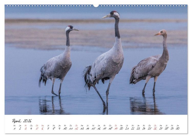 Produktbild: Kraniche am Schlafplatz - im Naturparadies der Mecklenburgischen Seenplatte (hochwertiger Premium Wandkalender 2026 DIN A2 quer), Kunstdruck in Hochglanz