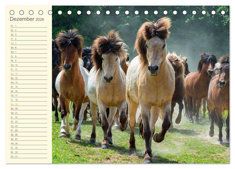 Produktbild: Mit Islandpferden durch das Jahr Geburtstagskalender (Tischkalender 2026 DIN A5 quer), CALVENDO Monatskalender