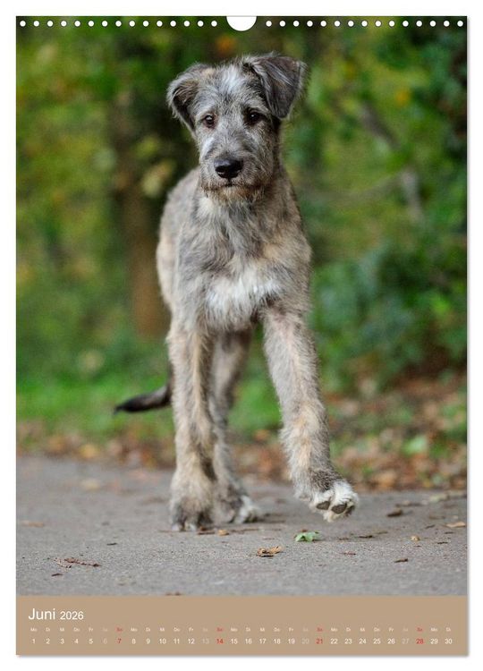 Produktbild: Hundekinder (Wandkalender 2026 DIN A3 hoch), CALVENDO Monatskalender