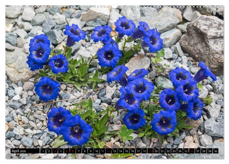 Produktbild: Allg&auml;u - Natur pur (hochwertiger Premium Wandkalender 2026 DIN A2 quer), Kunstdruck in Hochglanz