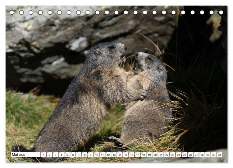 Produktbild: Unterwegs in den Hochalpen - Das Alpenmurmeltier im Herbst (Tischkalender 2026 DIN A5 quer), CALVENDO Monatskalender