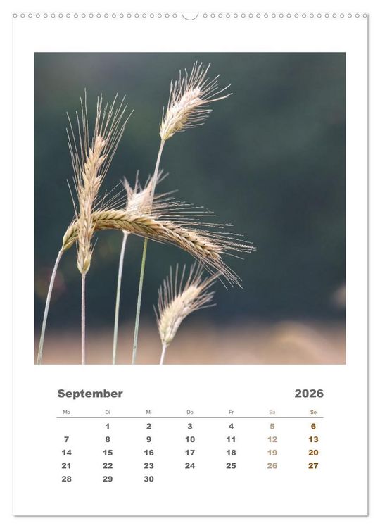Produktbild: Minimalistisch, Gr&auml;ser, Bl&uuml;ten, Bl&auml;tter und Zweige im Fokus (hochwertiger Premium Wandkalender 2026 DIN A2 hoch), Kunstdruck in Hochglanz