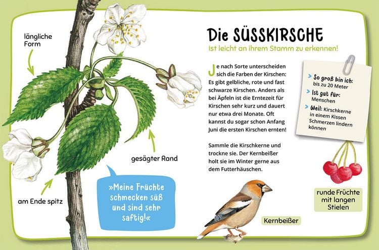 Produktbild: Mein erster Naturf&uuml;hrer, Welcher Baum ist das?