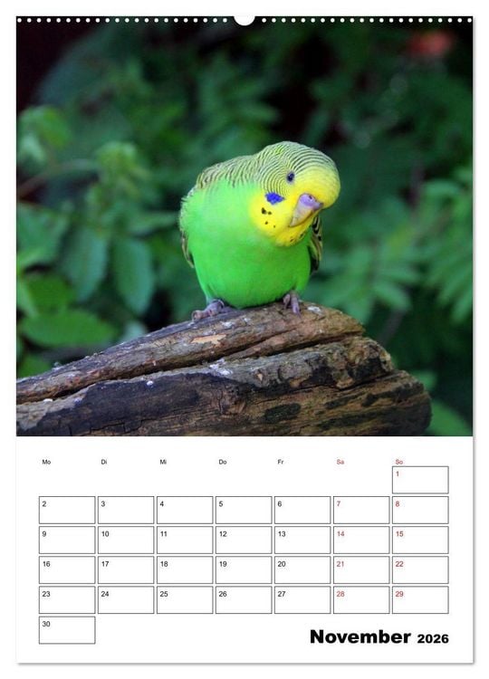Produktbild: Der Wellensittich - mein bester Freund (hochwertiger Premium Wandkalender 2026 DIN A2 hoch), Kunstdruck in Hochglanz
