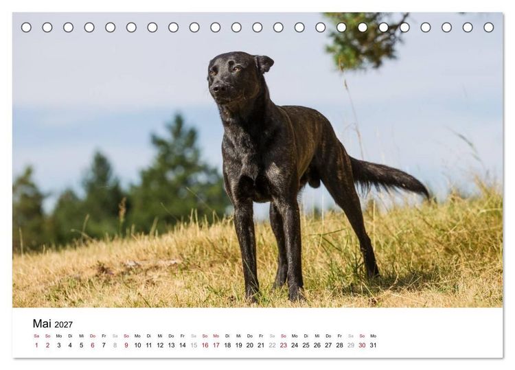 Produktbild: ausdrucksvolle Holl&auml;ndische Sch&auml;ferhunde (Tischkalender 2027 DIN A5 quer), CALVENDO Monatskalender