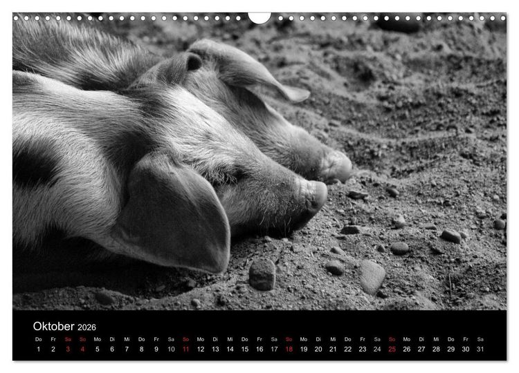 Produktbild: Das Leben der Schweine (Wandkalender 2026 DIN A3 quer), CALVENDO Monatskalender