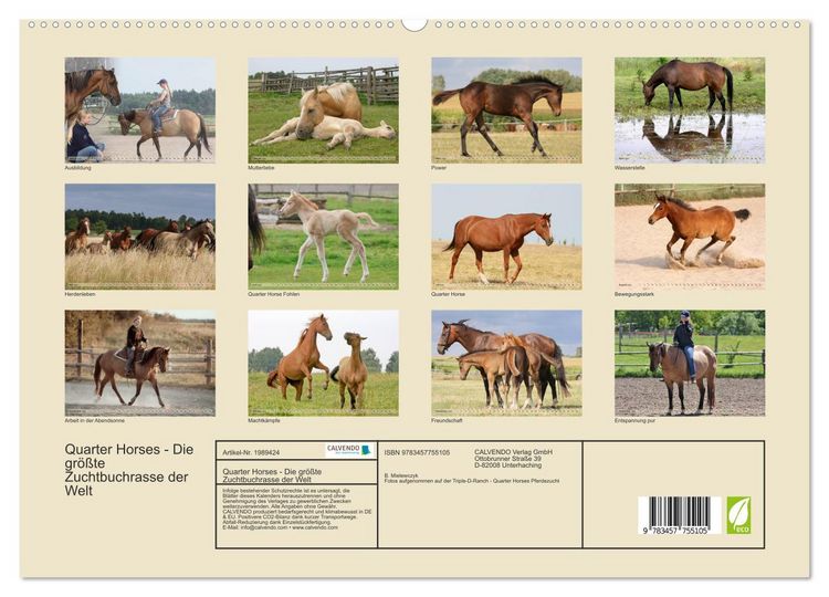 Produktbild: Quarter Horses - Die gr&ouml;&szlig;te Zuchtbuchrasse der Welt (hochwertiger Premium Wandkalender 2026 DIN A2 quer), Kunstdruck in Hochglanz