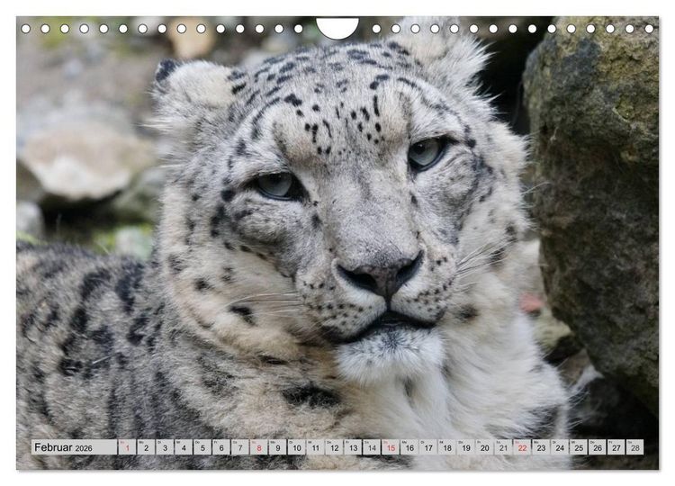 Produktbild: Schneeleoparden. Perfekte Raubkatzen-Sch&ouml;nheiten (Wandkalender 2026 DIN A4 quer), CALVENDO Monatskalender
